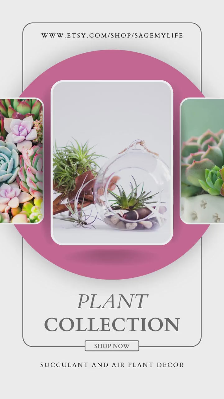 White Crescent Moon Succulent Planter with Shooting Star Sedum, Celestial Lunar Plant Gift