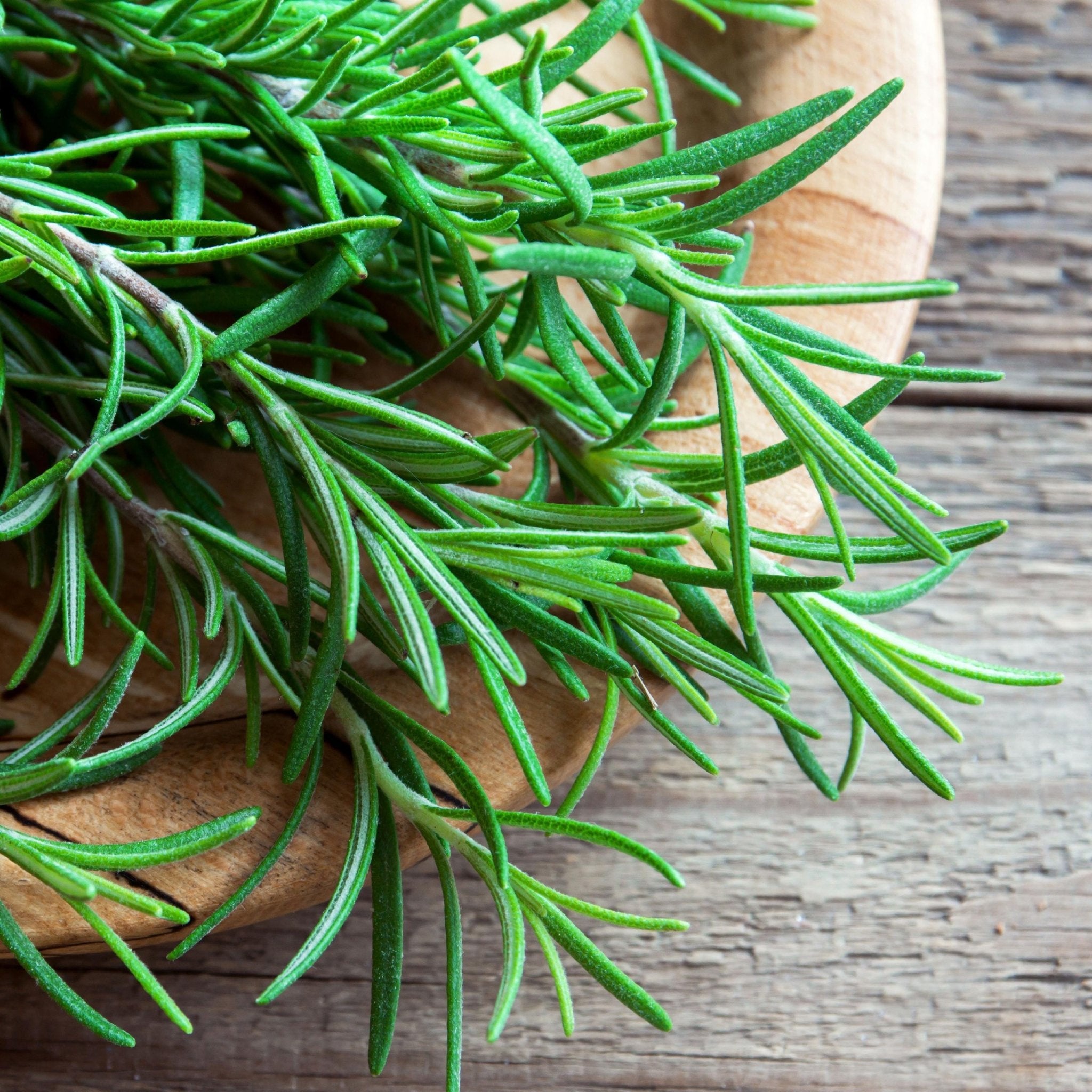 Rosemary Thyme Salt Gourmet Blend, Savory Cooking Seasoning, Finishing Salt for Meat and Veggies - Winterberry Hearth