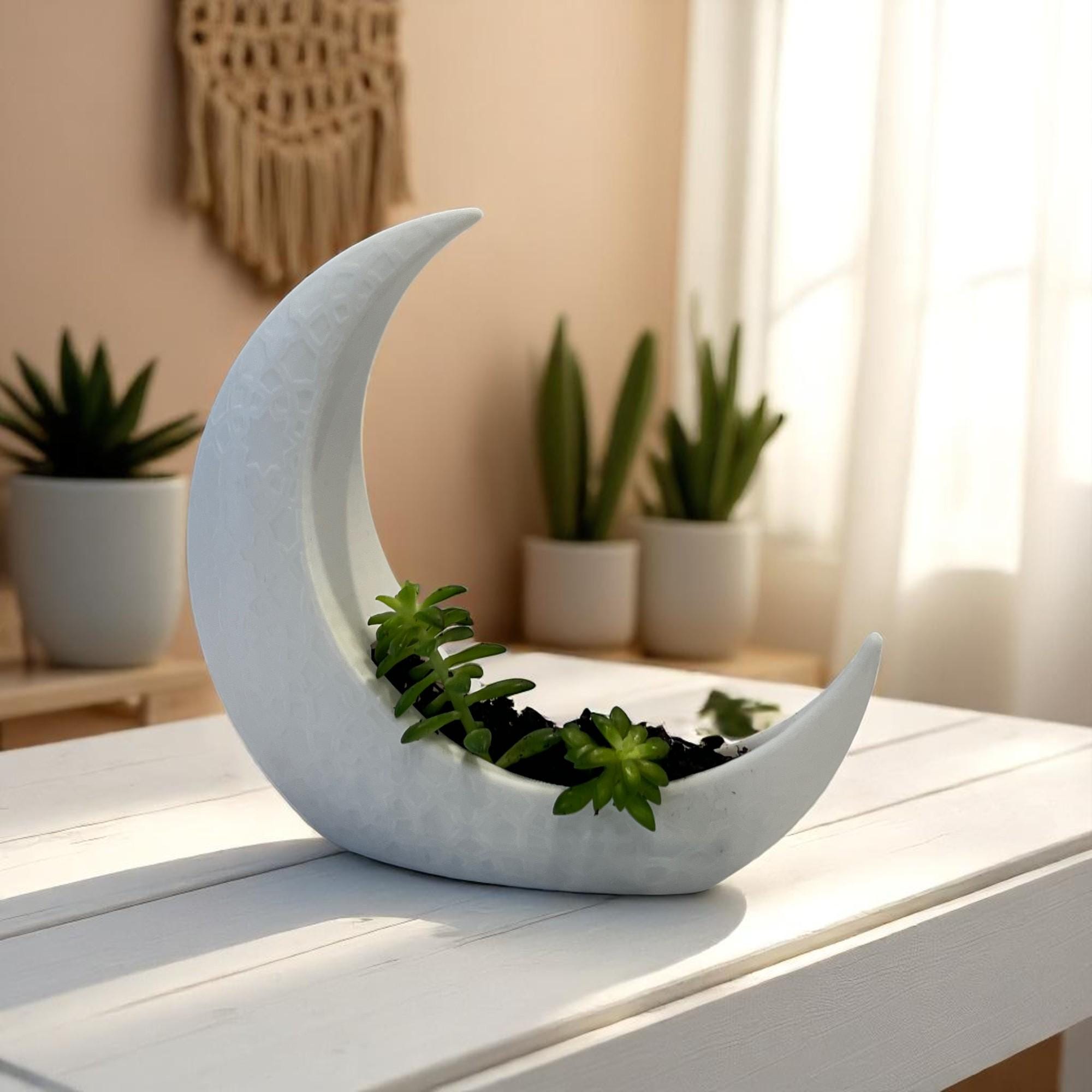 White Crescent Moon Succulent Planter with Shooting Star Sedum, Celestial Lunar Plant Gift - Winterberry Hearth