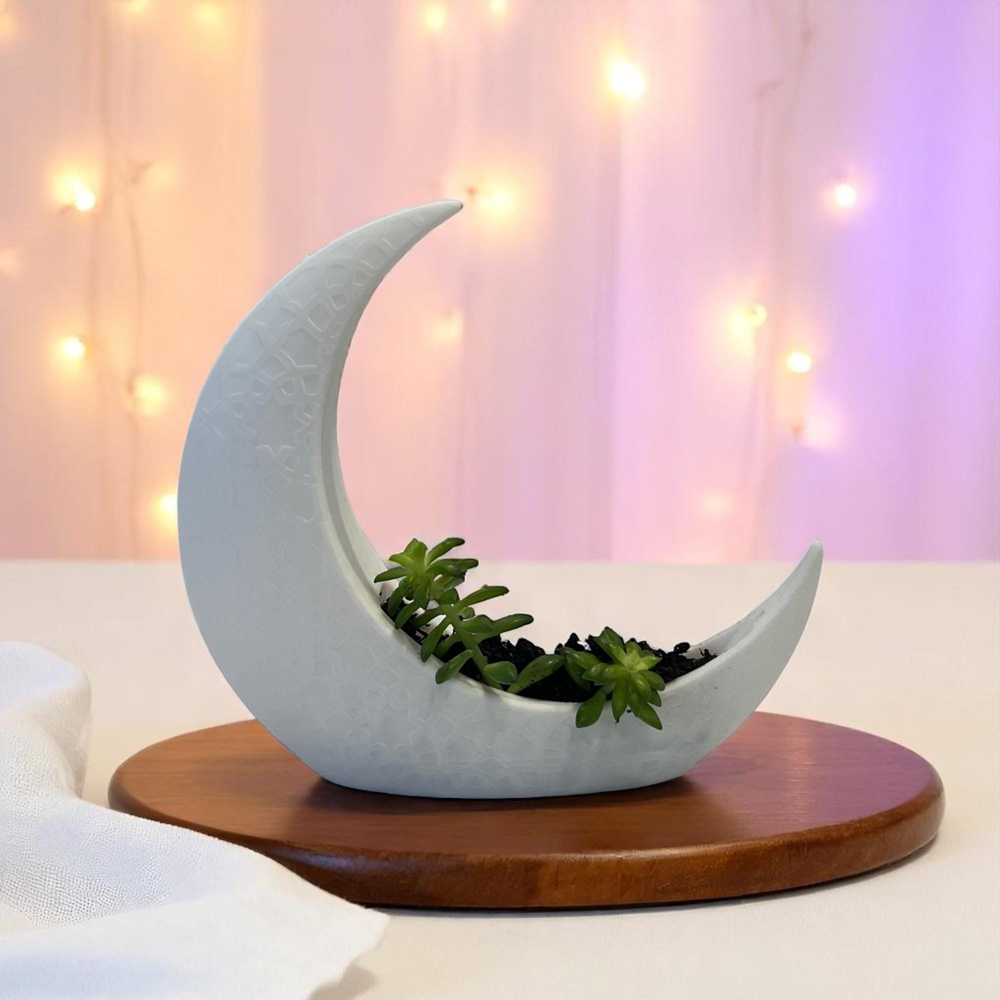 White Crescent Moon Succulent Planter with Shooting Star Sedum, Celestial Lunar Plant Gift - Winterberry Hearth